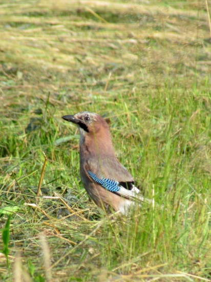 Sojka škriekavá - Garrulus glandarius