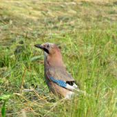 Sojka škriekavá - Garrulus glandarius