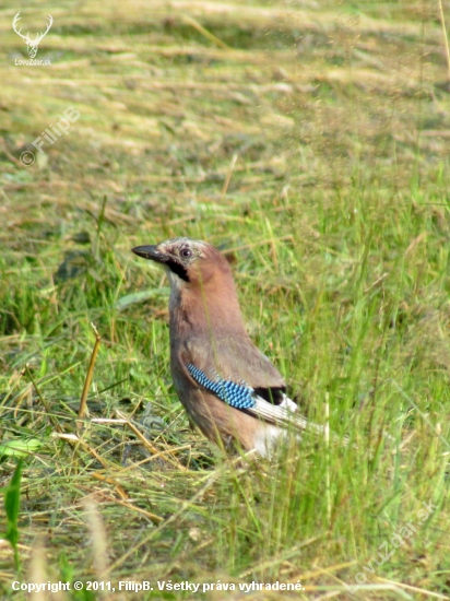 Sojka škriekavá - Garrulus glandarius