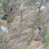 zamaskované srnčatá.