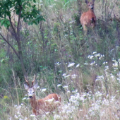 Pán srnec s frajerkou