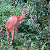 Podvečer na rúbani.