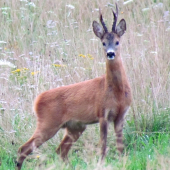 Ráno privábený srnček.