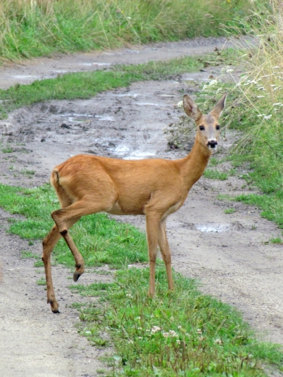 Fešanda.