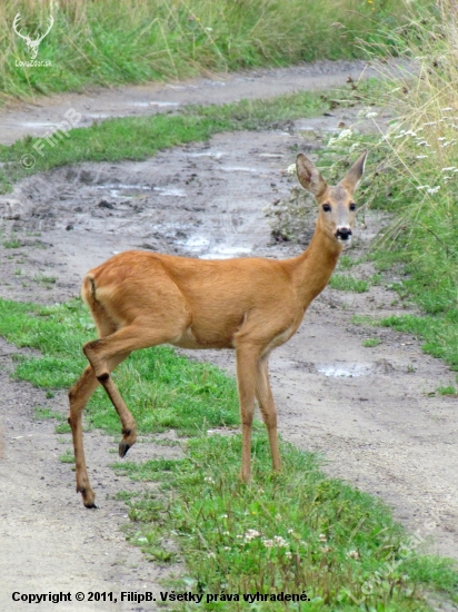Fešanda.