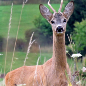 Privábený mladík.