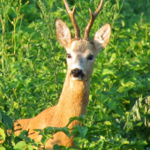 Spomienka na prvého privábeného.