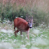 Pripískaný mladík.