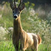 Privábený krásavec.