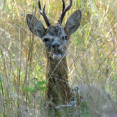 Ďalší privábený srnček.