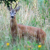 tiez privabeny srncek.