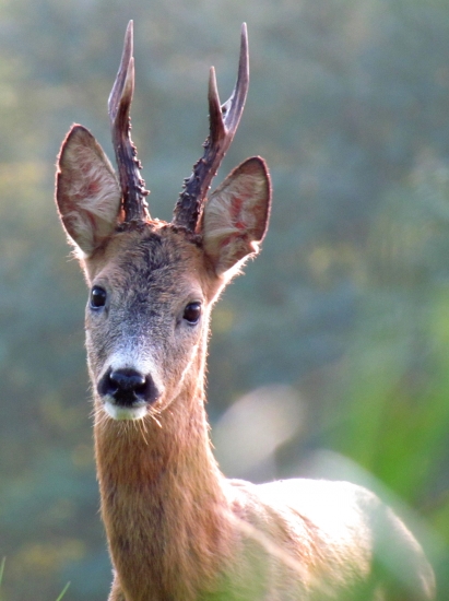koľko by ste mu odhadli rokov?