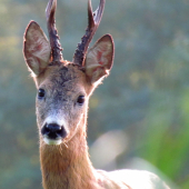 koľko by ste mu odhadli rokov?