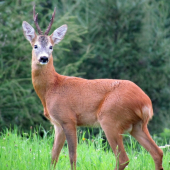 Ďalší pripísknutý.