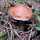 gríb