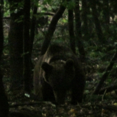 Medveď v rannom šere.