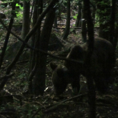 Mal aj obojok s vysielačkou .