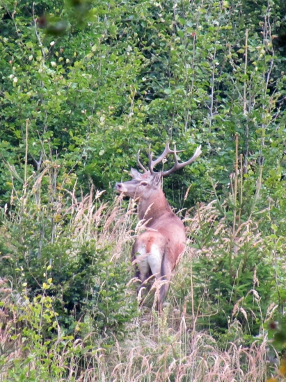 mladý, ale reval statočne