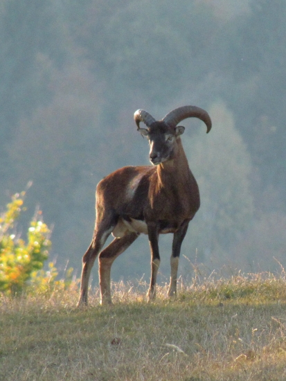 Ovis musimon