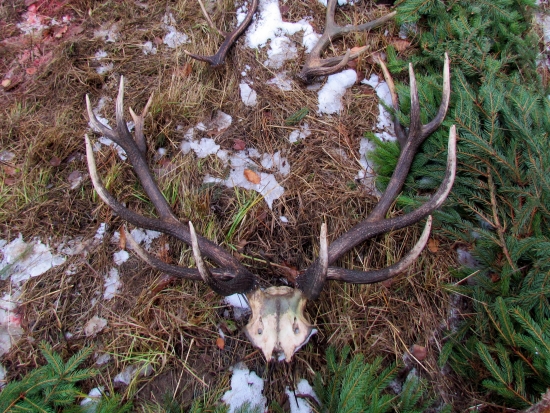 Úhyn nájdený na spoločnej.