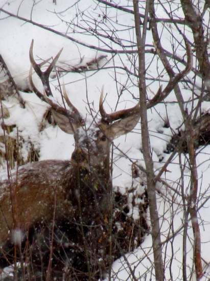 nepravidelný 12 torák