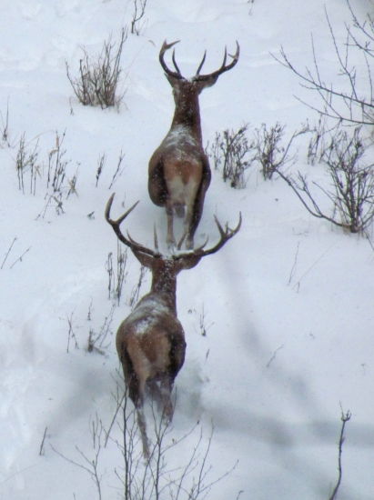 jelienky ma zbadali.