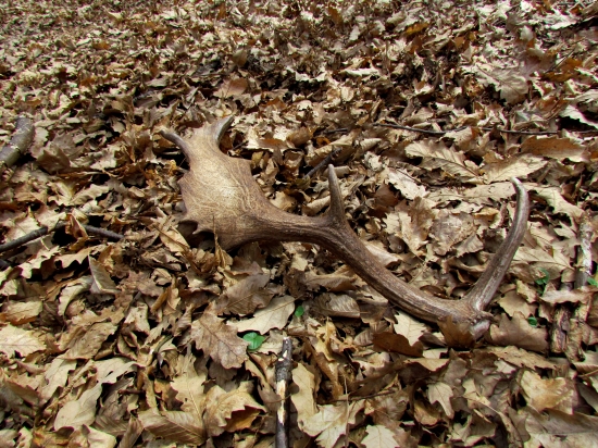 kamarátová lopata.