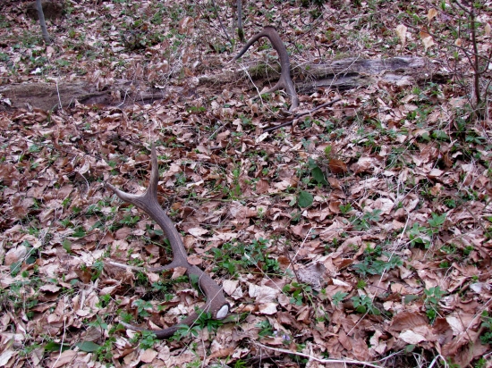 pošťastilo sa ocovi.
