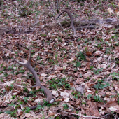 pošťastilo sa ocovi.