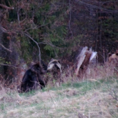 Ďalšie stretnutie s medveďmi