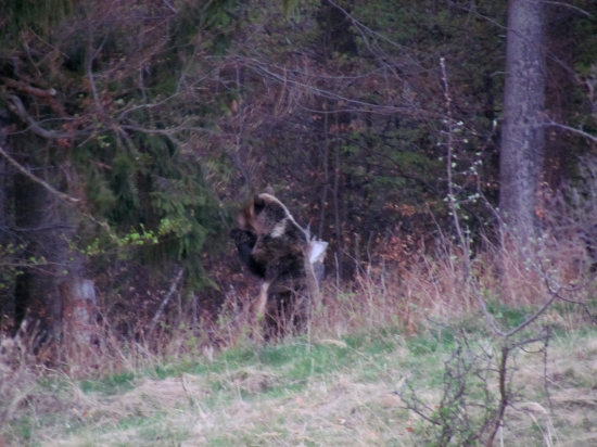 Medveď