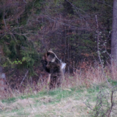 Medveď