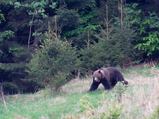 Z tých väčších samcov..