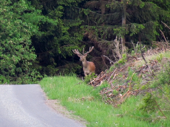 Podvečer