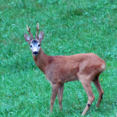 jeden z privábených