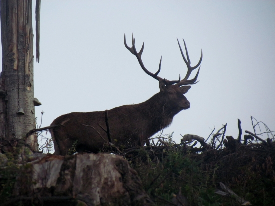 Hľadajúci 14 torák ..