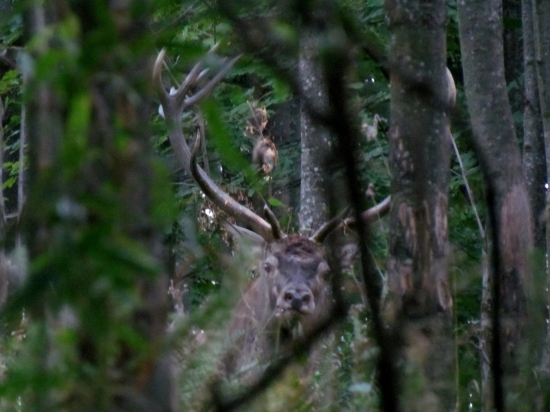 14torak