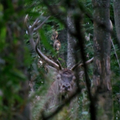 14torak