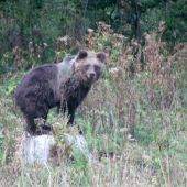 na pníku