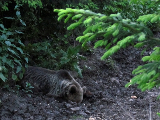 Namiesto diviakov méďo