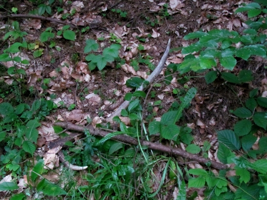 ďalší z prebierky