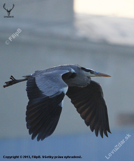 ardea cinerea