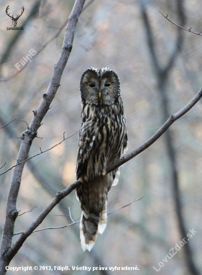 Strix uralensis