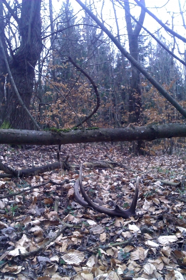 rok ležal pri ceste..