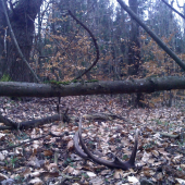 rok ležal pri ceste..