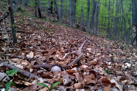 veľkonočný osmáčik