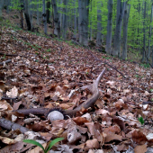 veľkonočný osmáčik