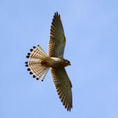 falco tinnunculus