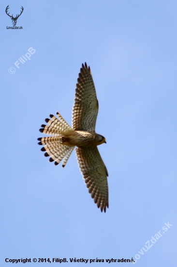falco tinnunculus