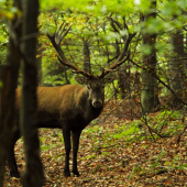 privábený cez ruju